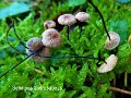Gymnopus androsaceus-amf1268